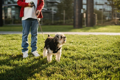 Pack promenade